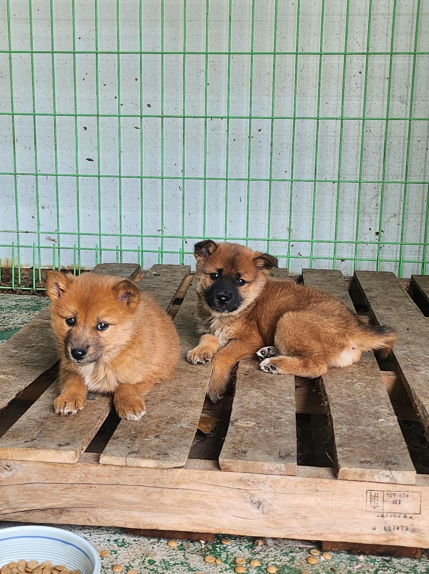 봉화군유기동물보호소_447524202400026